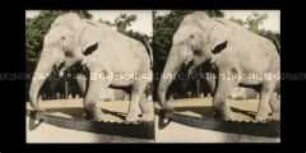 Elefant, Zoologischer Garten Berlin