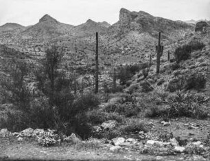 Vegetation : Blick auf eine Berglandschaft mit Kakteen- und Buschvegetation in Massachusetts oder Connecticut