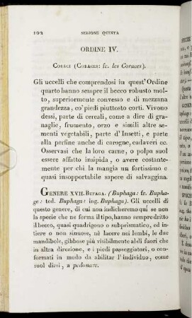 Ordine IV. Coraci (Curaces: fr. les Coraces).