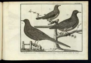 Pl. VIII. [bis] Pl. XV.
