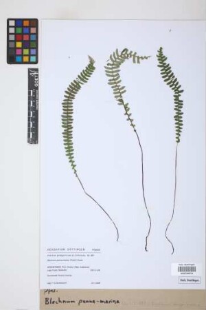 Blechnum penna-marina (Poir.) Kuhn