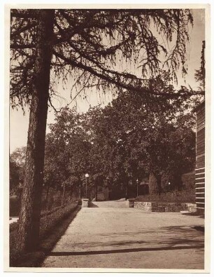 Gartenanlage Richard-Wagner-Festspielhaus, Bayreuth: Nadelbaum, Weg und Stufen