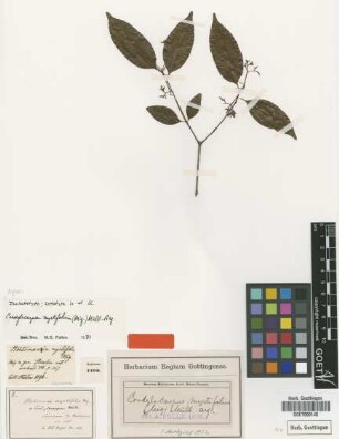 Hortsmania myrtifolia Miq. [type]