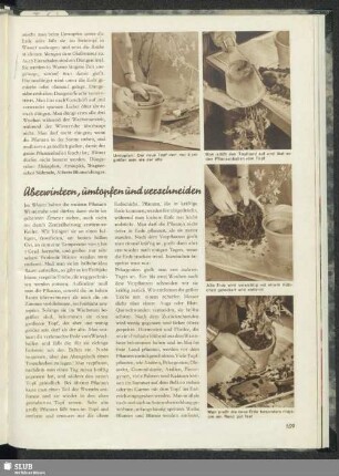 Überwintern, umtopfen und verschneiden