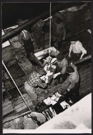 Beim Löschen des frischen Fangs am Fischereihafen Hamburg-Altona