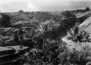 Reisterassen : Reisterassen auf Bali.