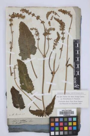 Salvia pendula Vahl