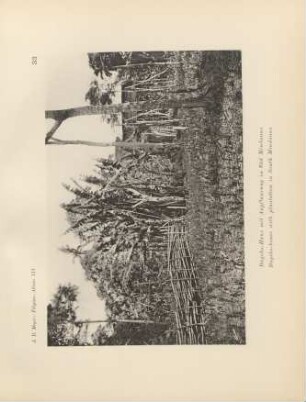 33. Bagobo-Haus mit Anpflanzung in Süd Mindanao = Bagobo-house with plantation in South Mindanao
