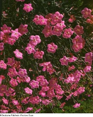 Bartnelken (Dianthus barbatus). Blühender Bestand