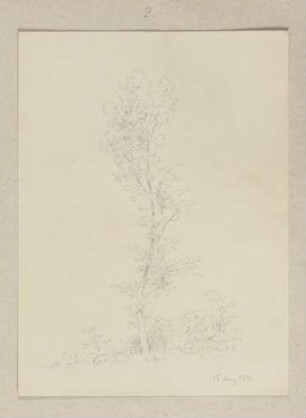 Junger Baum
