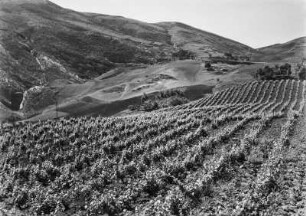 Weinplantage : Blick über eine Weinplantage auf die Weizenfelder und Weiden in den Tälern bei Lakhdaria.