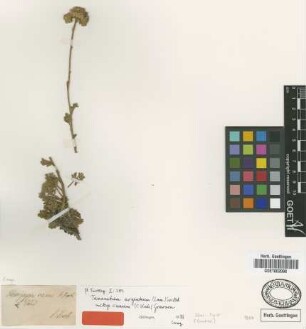 Hemipappus canus C.Koch [type]