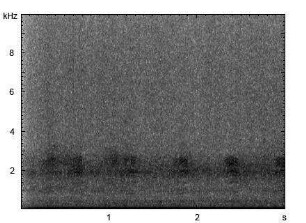 Stockente | Anas platyrhynchos - Ruf
