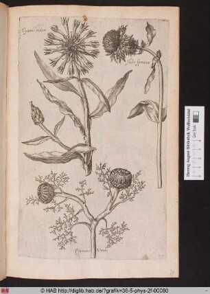 [Kornblume und andere Korbblütler]