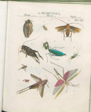 II. Hemiptera.
