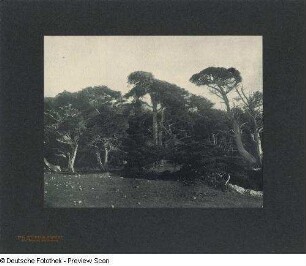 Foto, Del Monte