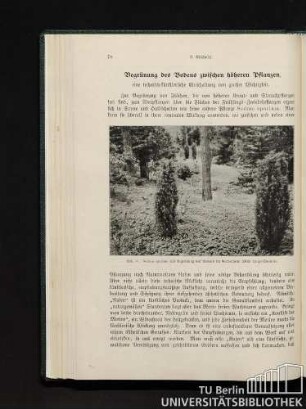 Begrünung des Bodens zwischen höheren Pflanzen, [...]