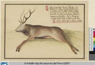Erlegter Hirsch
