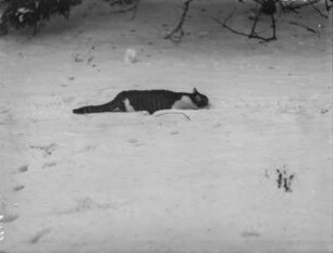 Hauskatze : Hauskatze (Felis silvestris catus Linnaeus) beim Anschleichen im Schnee.