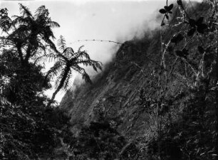 Nebelwald von Challana : Nebelwald mit Baumfarn und Chusquea