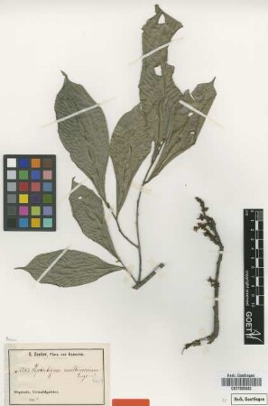Piptostigma multinervium Engl. & Diels [type]