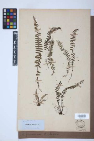 Asplenium formosum Willd.