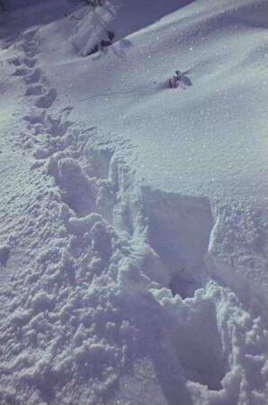 Mittenwald/Karwendel. Spuren im Schnee