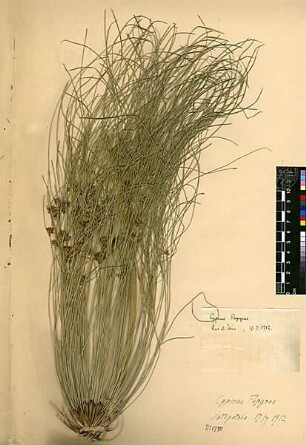 Cyperaceae Cyperus Papyrus Linné, Carl von (1707 - 1778) [Antipatris]