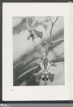 Vanda tricolor