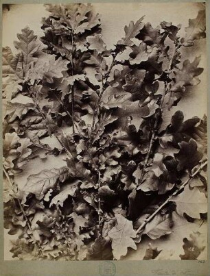163. Feuilles de Chêne