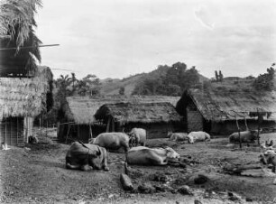 Rinderherde (Sammlung Hans Stübel - 2. Forschungsreise durch Hainan 1932)