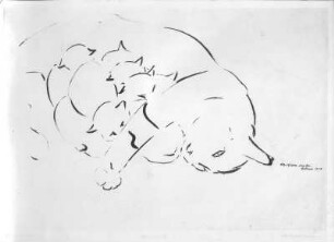 Katzenmutter. Tuschezeichnung (1938; E. Richter). Dresden-Südvorstadt, Eisenstuckstraße, Atelier der Künstlerin