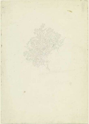 Strauch