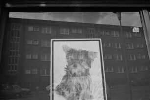 Plakat mit einem Hund in einem Schaufenster