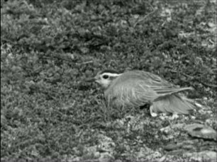 Eudromias morinellus (Charadriidae) - Verleiten II