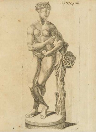 Abbildung: Tab. XIX.