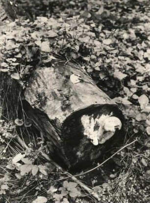 Pillnitz. Pillnitzr Elbinsel (Naturschutzgebiet). von Pflanzen überwucherter Stamm