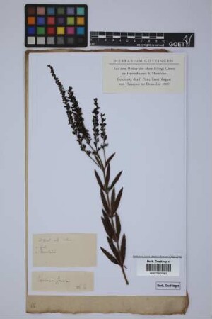 Veronica spuria spuria L.
