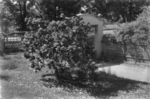 Roßwein bei Döbeln. Villa des Fabrikanten Arno Krumbiegel, König-Albert-Str. (Bergstr.). Toreinfahrt (Gartenseite) mit Rhododendron (um 1910)