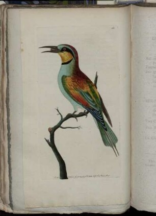 The European Bee-Eater.