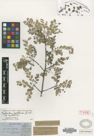 Phyllanthus myrtilloides Griseb. [holotype]
