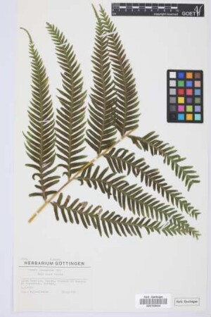 Pteris incompleta Cav.