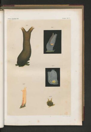 Nordsee-Expedition 1872. Zoologie, Taf. V.