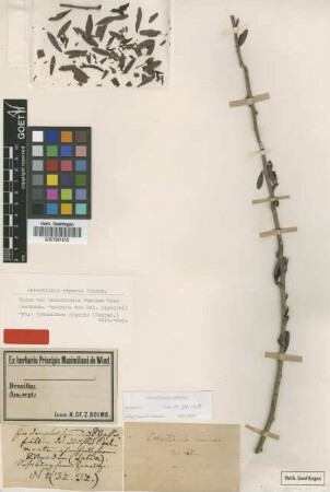 Gymnanthes riparia (Schrad.) Mull.Arg. [type]