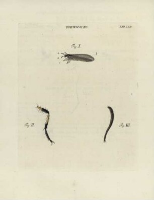 Tab. LXV.