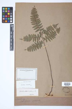 Adiantum latifolium Lam.
