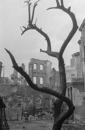 Dresden. Verkohlter Baum gegen Ruinen