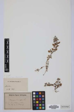 Polycarpaea teneriffae Lam.