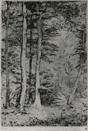 Waldinneres