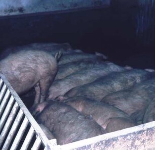 Fotografie: Sauenhaltung, Gruppenhaltung, Futtervorlage, Futteraufnahme